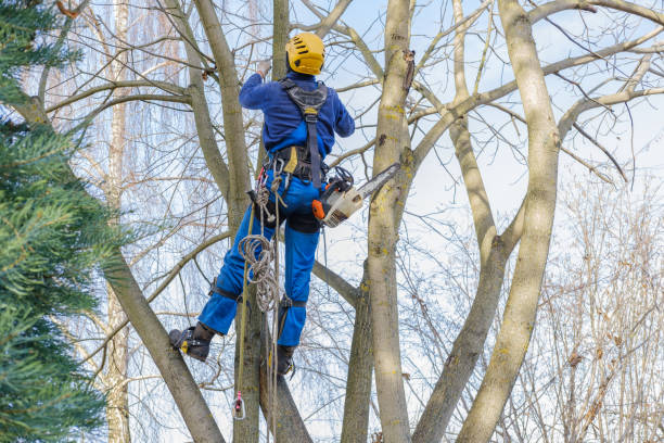 Best Stump Grinding and Removal  in Shenandoah, TX