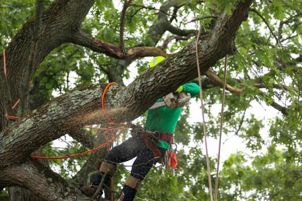 Best Commercial Tree Services  in Shenandoah, TX