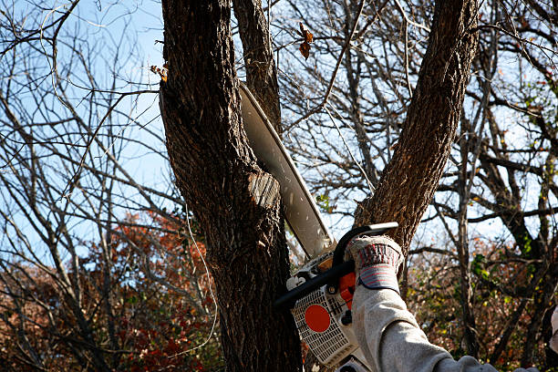 Best Fruit Tree Pruning  in Shenandoah, TX